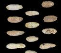 Lot: Fossil Seed Cones (Or Aggregate Fruits) - Pieces #148866-1